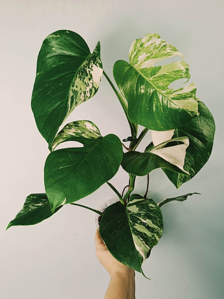 Monstera variegata albo