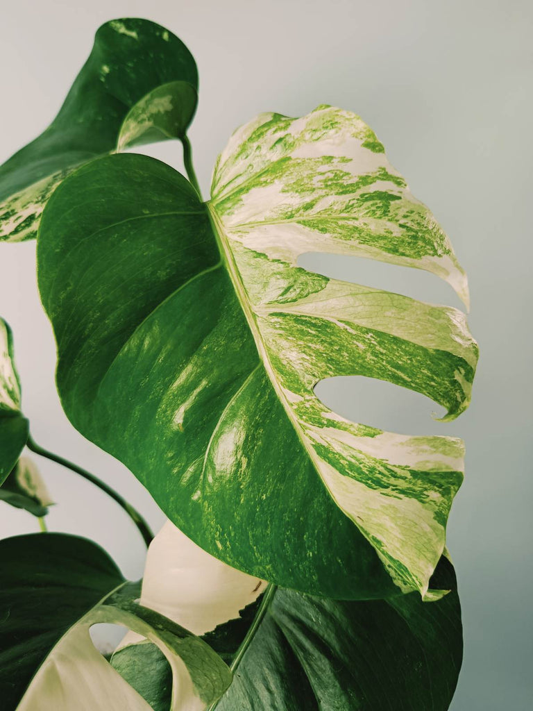 Monstera variegata albo