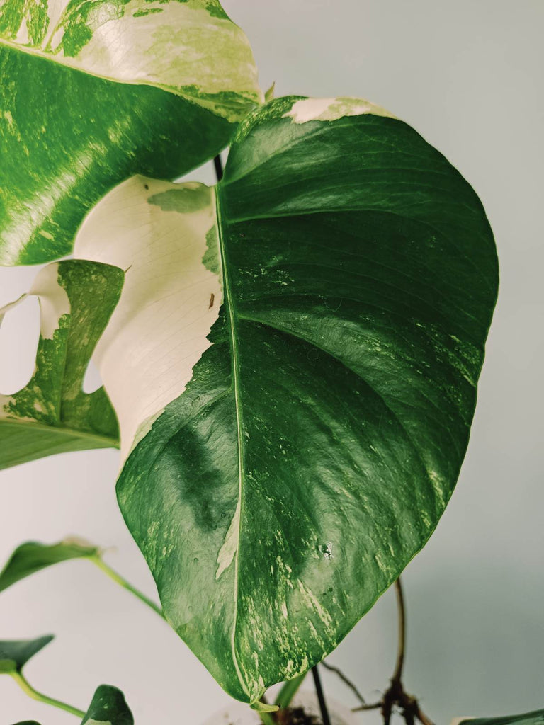 Monstera variegata albo