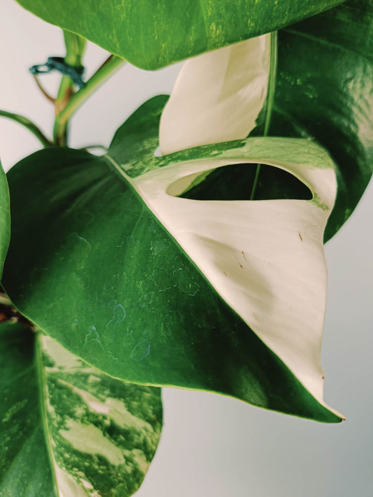 Monstera variegata albo