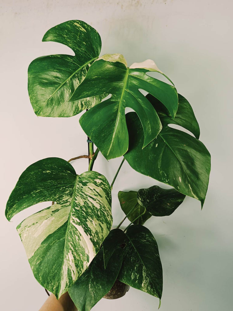 Monstera variegata albo