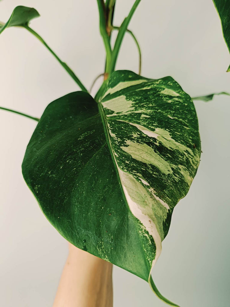 Monstera variegata albo