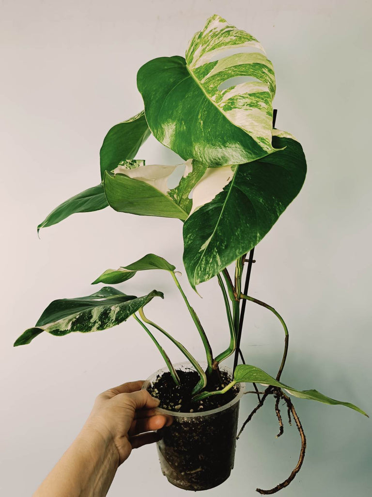 Monstera variegata albo