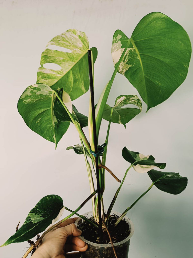 Monstera variegata albo