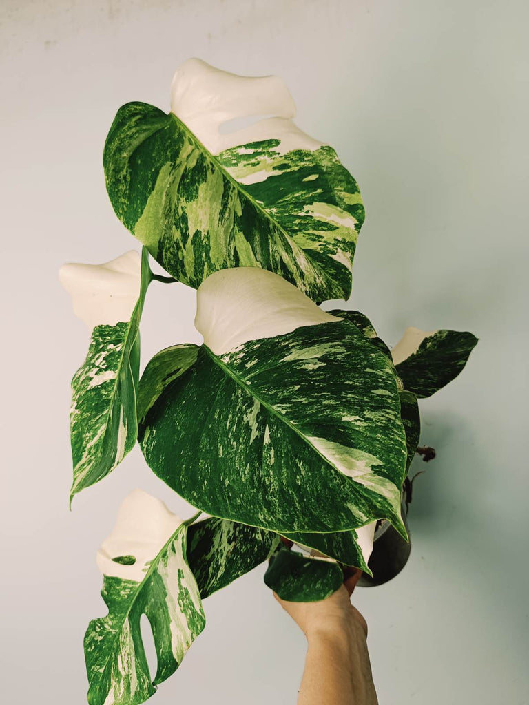 Monstera variegata albo