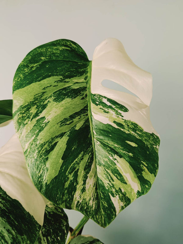 Monstera variegata albo