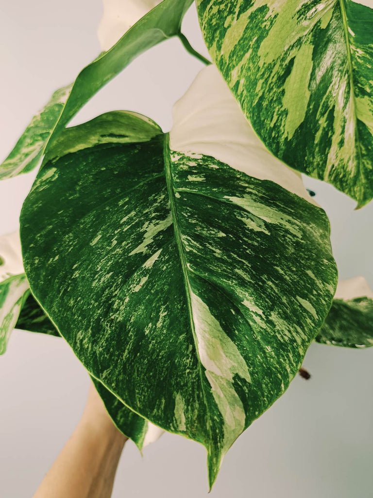 Monstera variegata albo