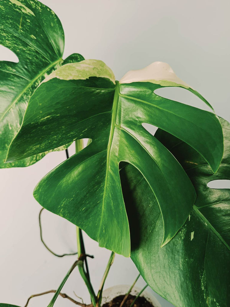 Monstera variegata albo