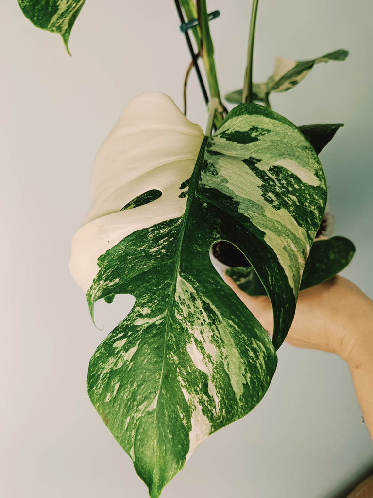 Monstera variegata albo