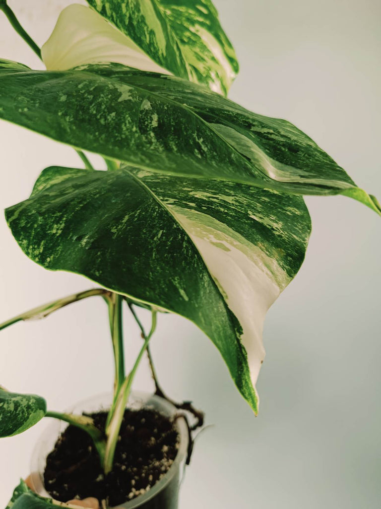 Monstera variegata albo