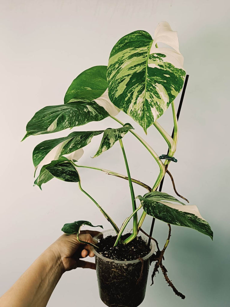 Monstera variegata albo