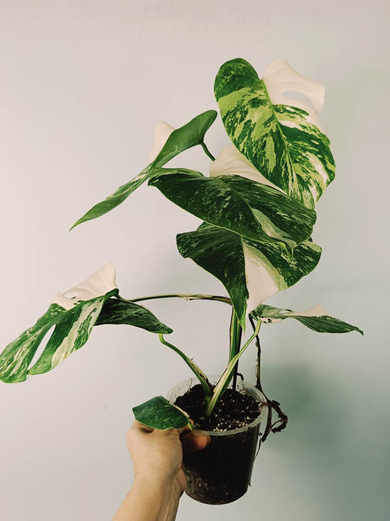 Monstera variegata albo