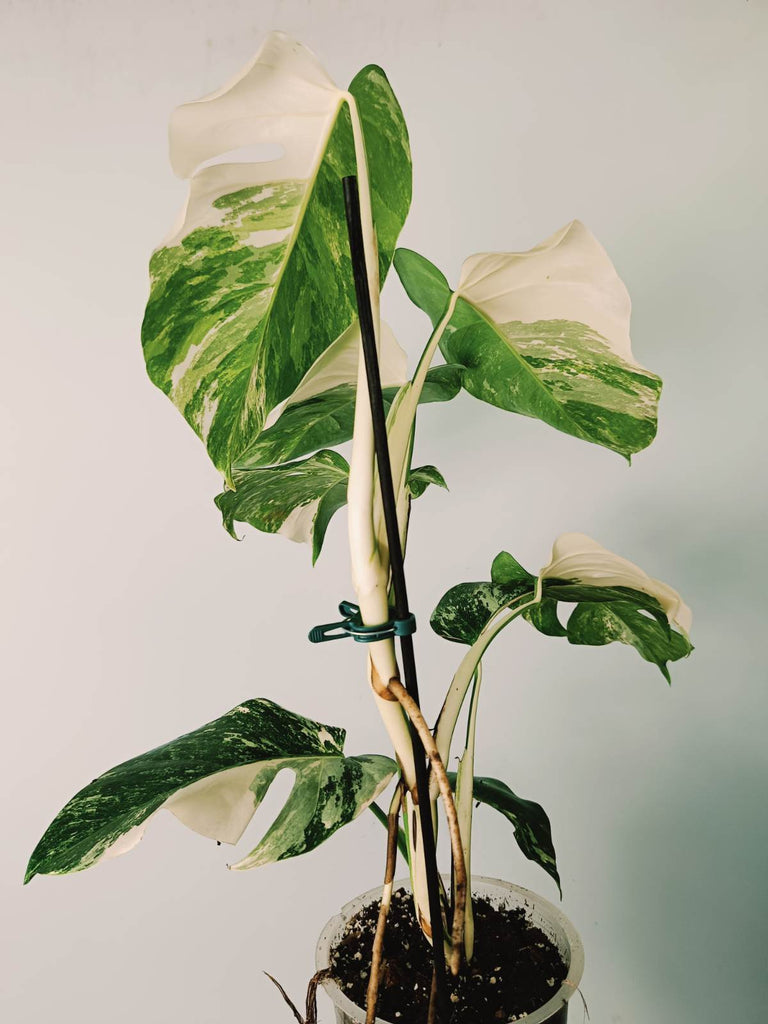 Monstera variegata albo