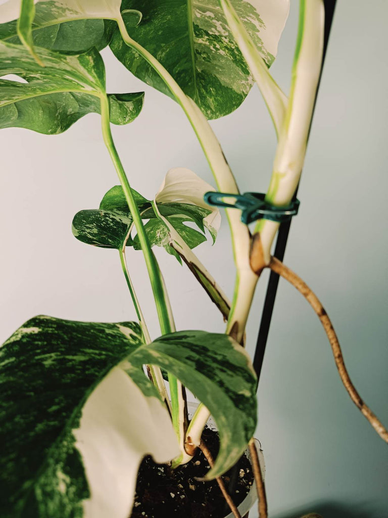 Monstera variegata albo