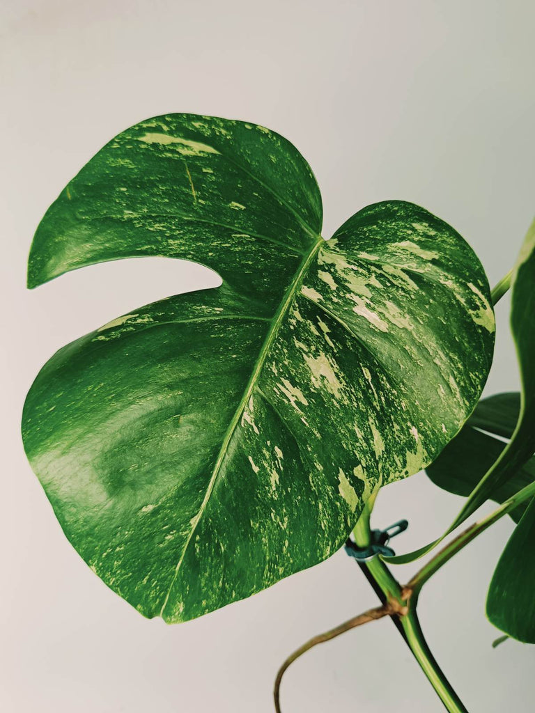 Monstera variegata albo