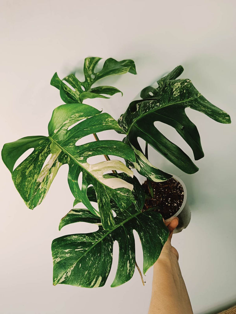 Monstera variegata albo