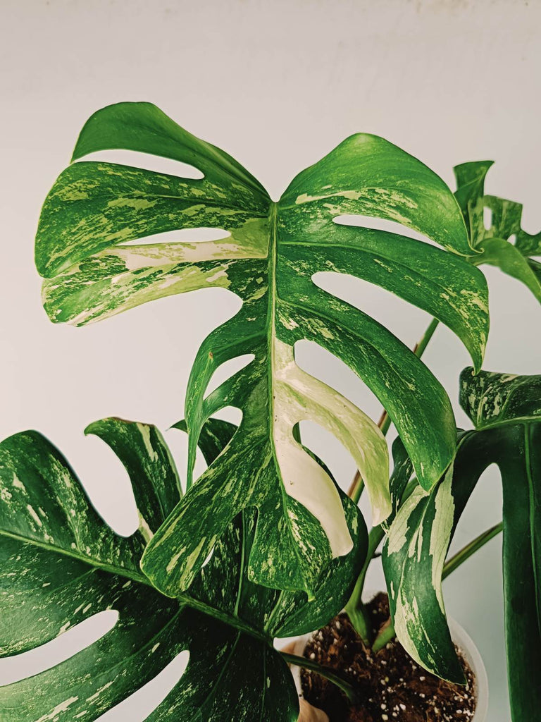 Monstera variegata albo