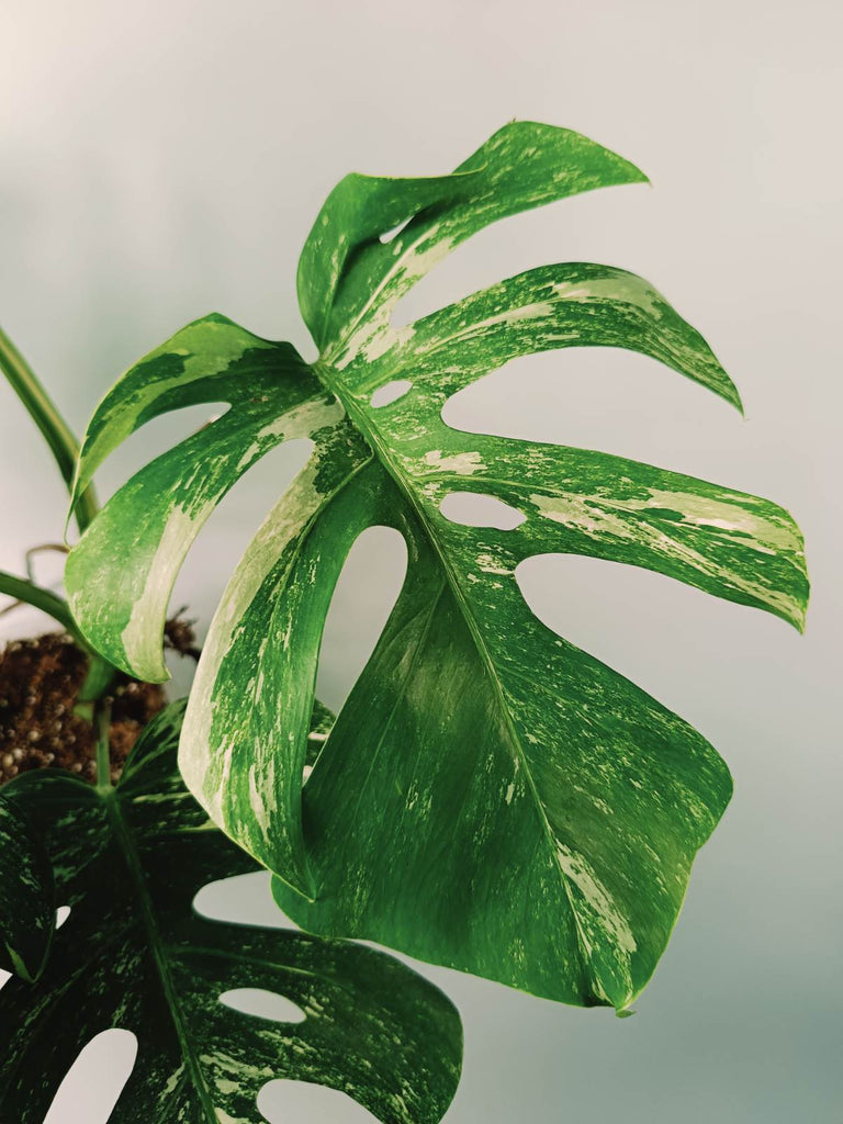 Monstera variegata albo