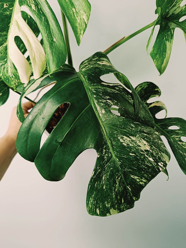 Monstera variegata albo