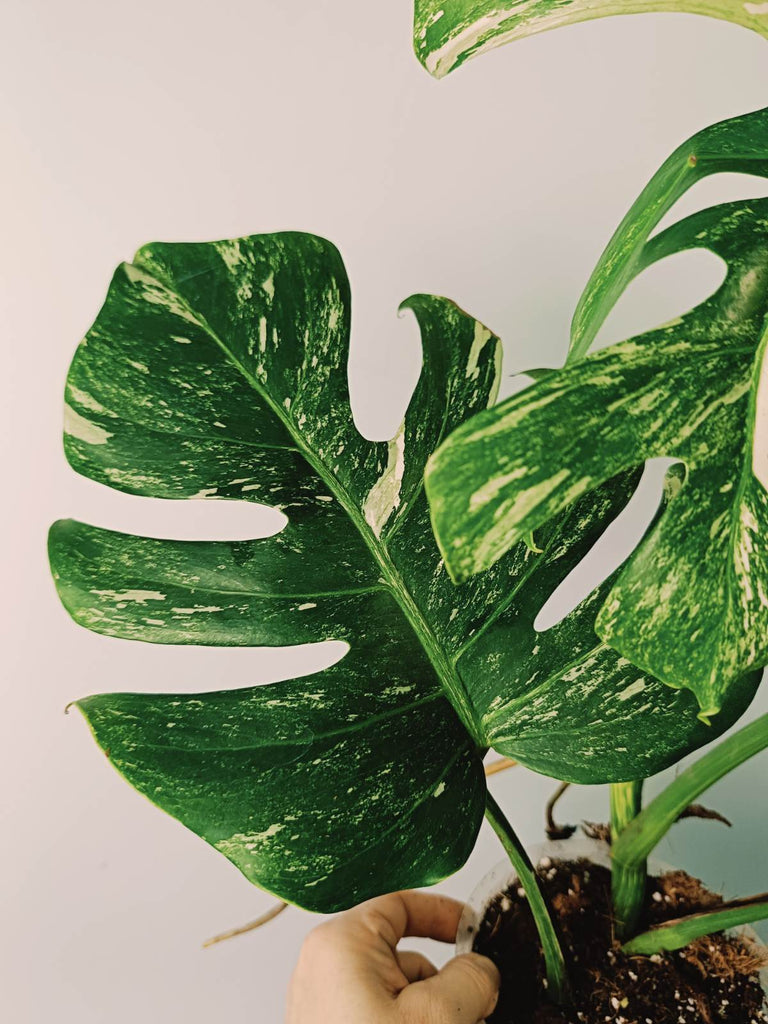 Monstera variegata albo