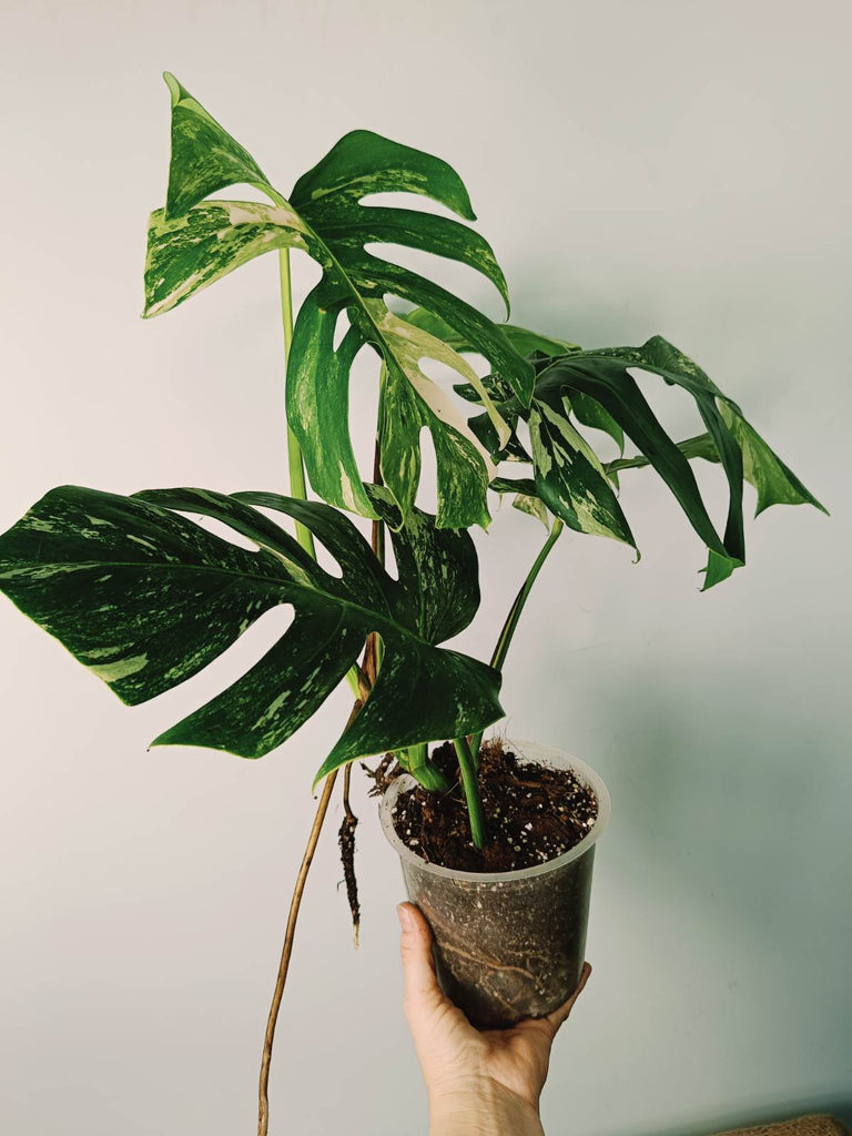 Monstera variegata albo