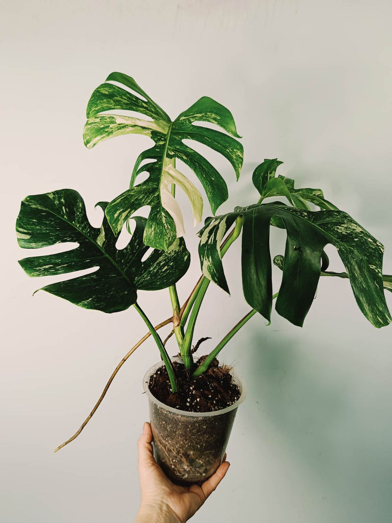 Monstera variegata albo