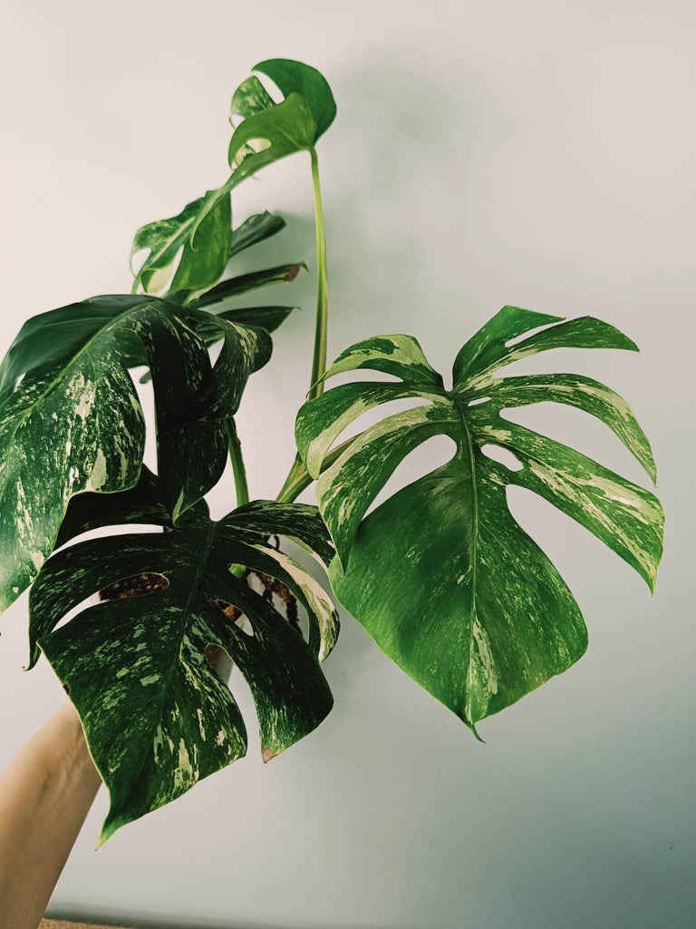 Monstera variegata albo