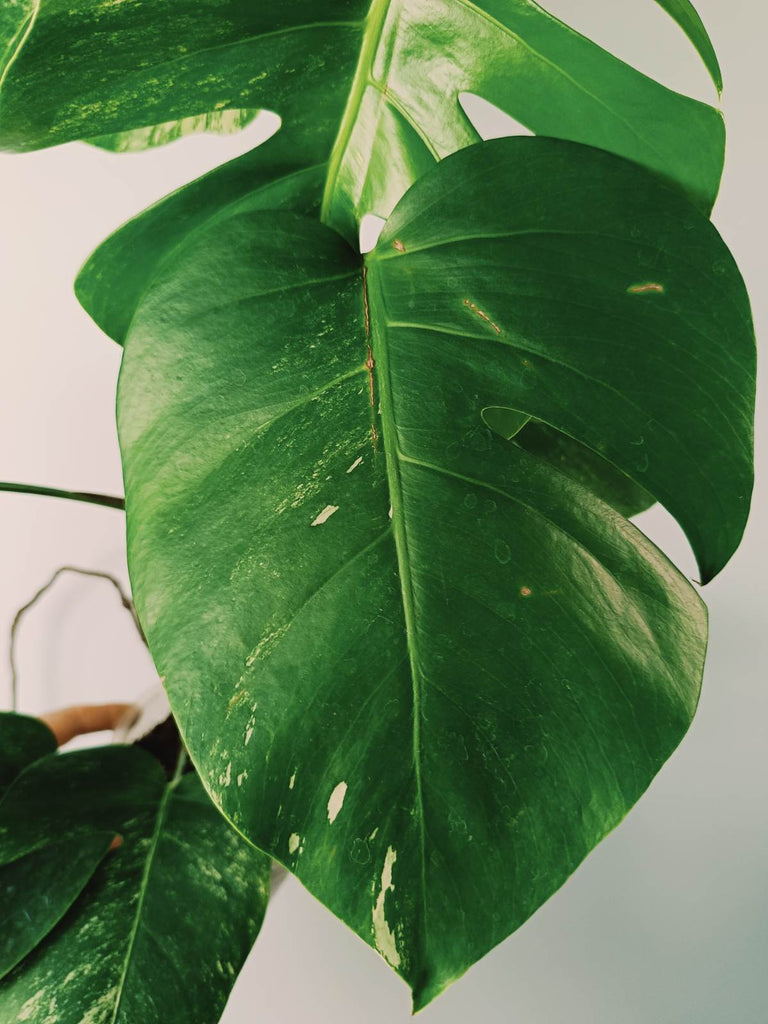 Monstera variegata albo