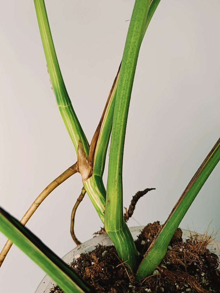 Monstera variegata albo