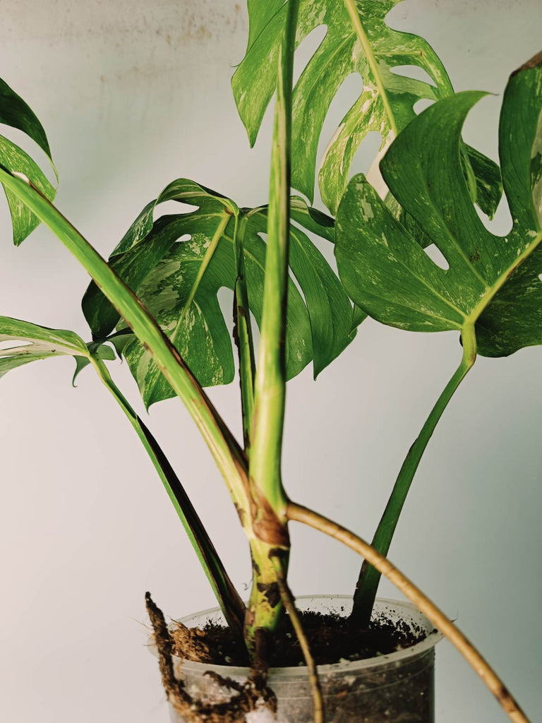 Monstera variegata albo