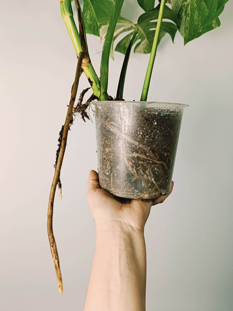 Monstera variegata albo