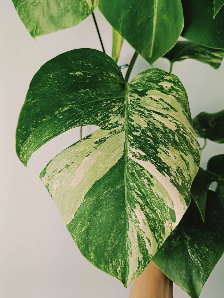 Monstera variegata albo