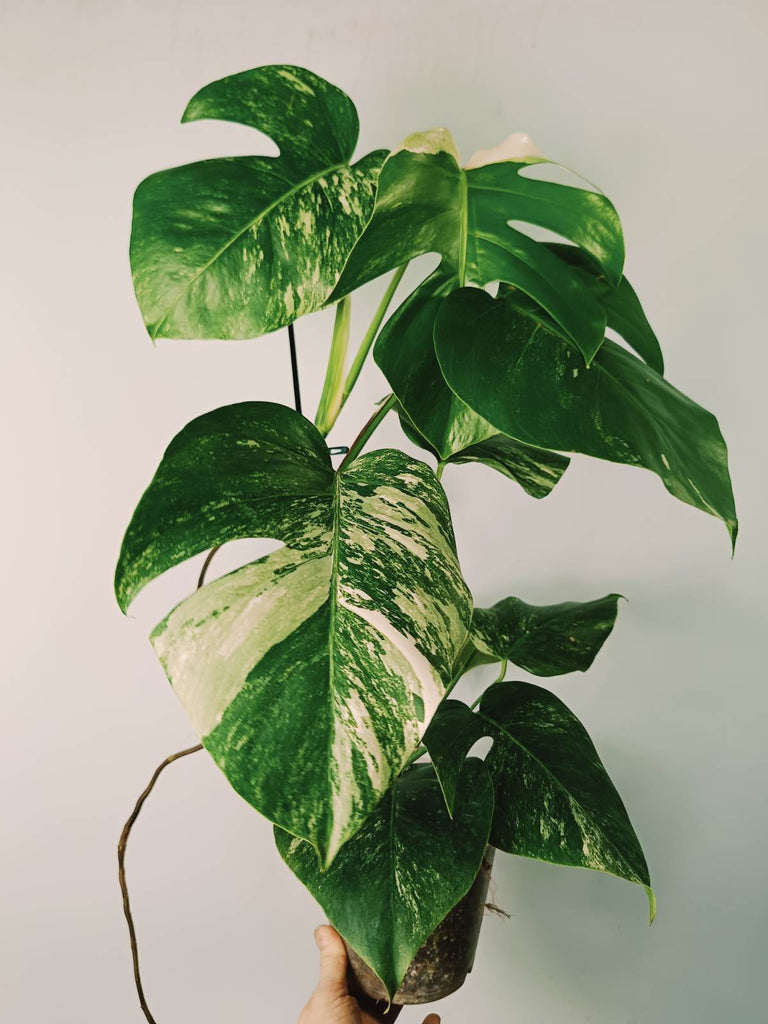 Monstera variegata albo