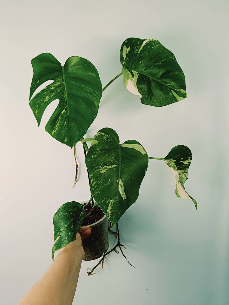 Monstera variegata albo