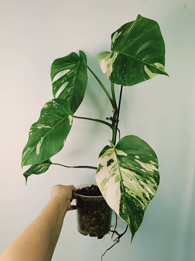 Monstera variegata albo