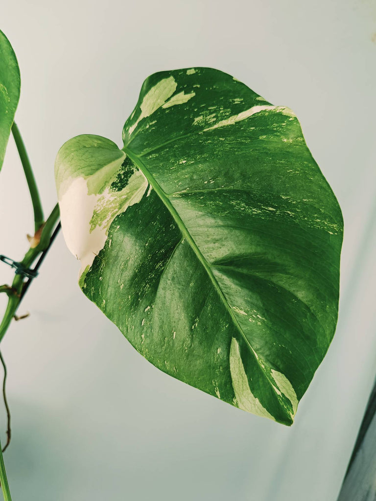 Monstera variegata albo