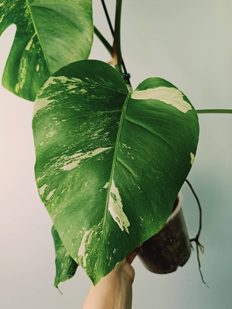 Monstera variegata albo