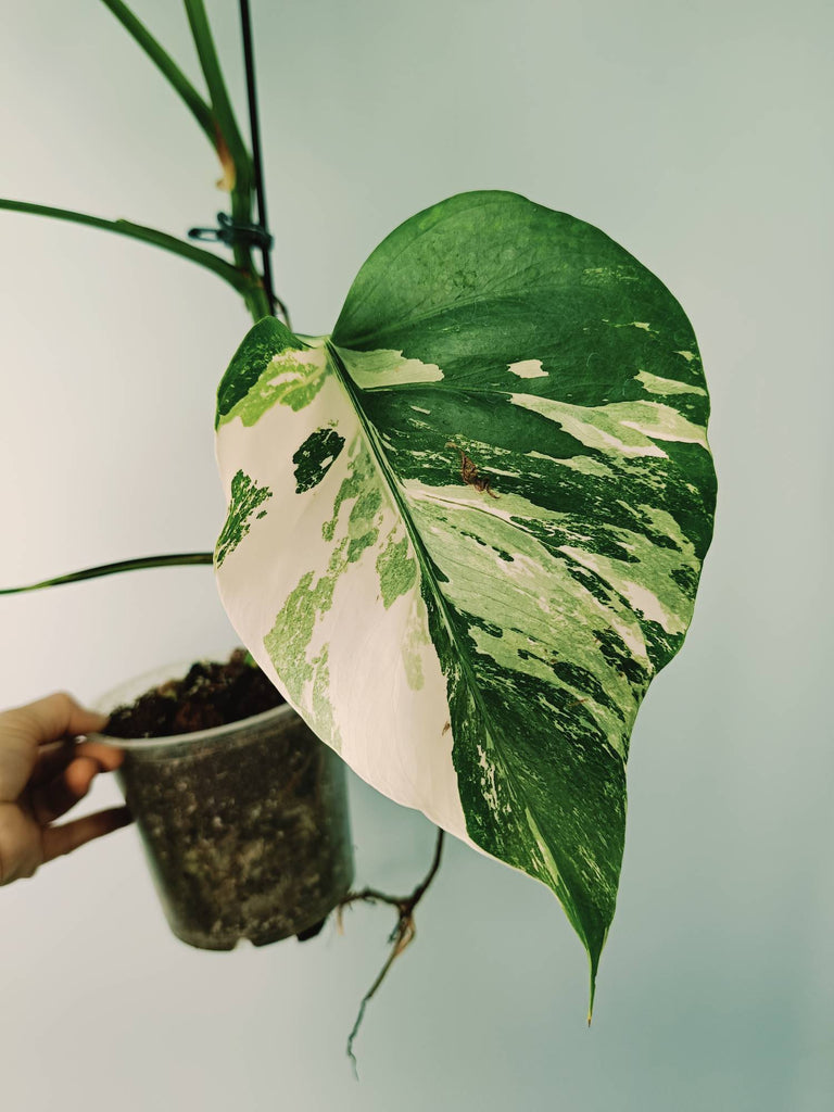 Monstera variegata albo