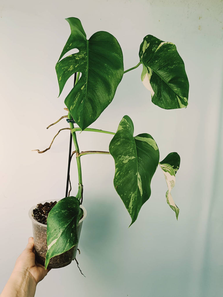 Monstera variegata albo