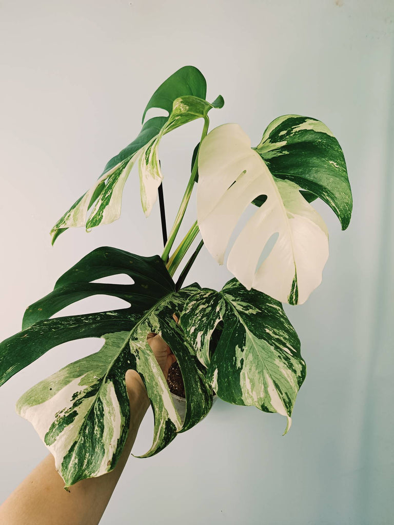 Monstera variegata albo