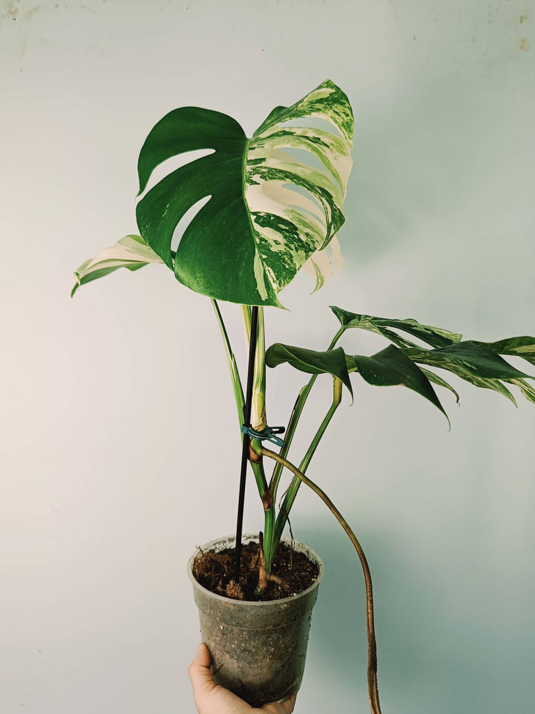 Monstera variegata albo