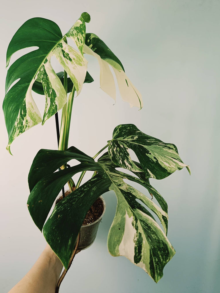 Monstera variegata albo