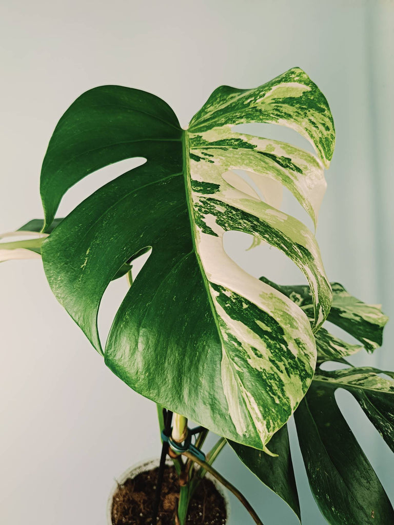 Monstera variegata albo