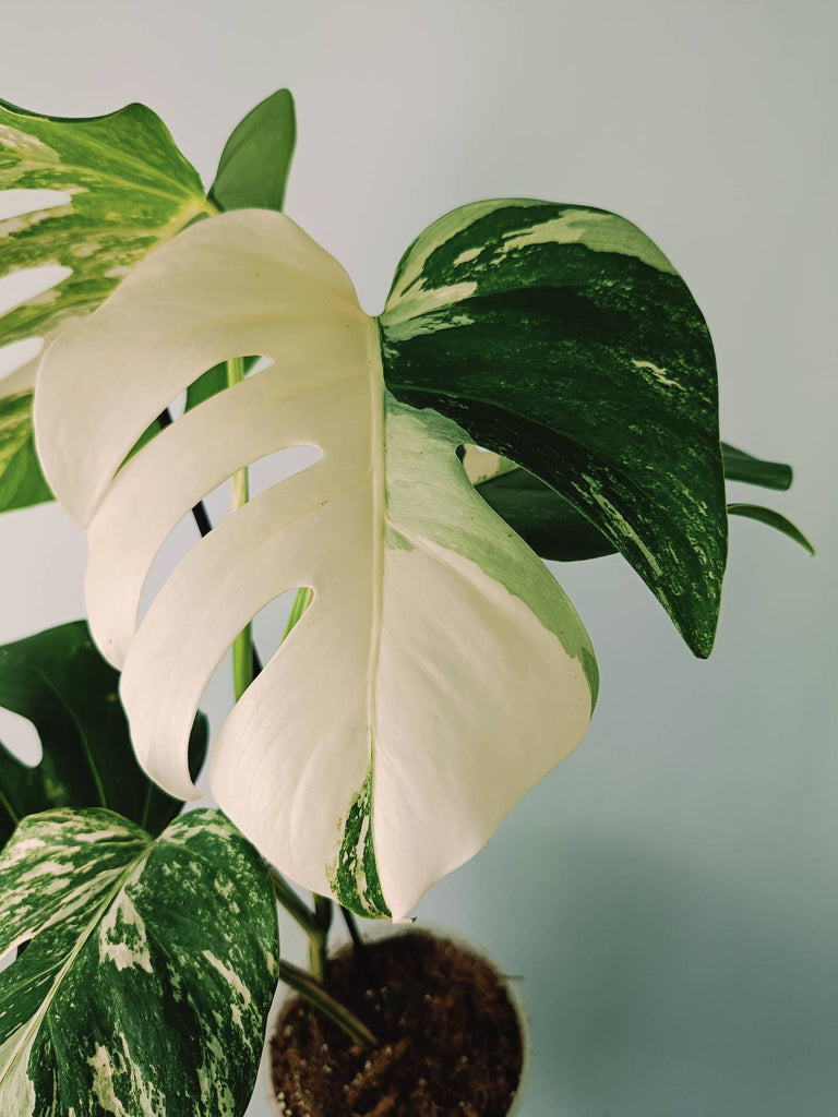 Monstera variegata albo