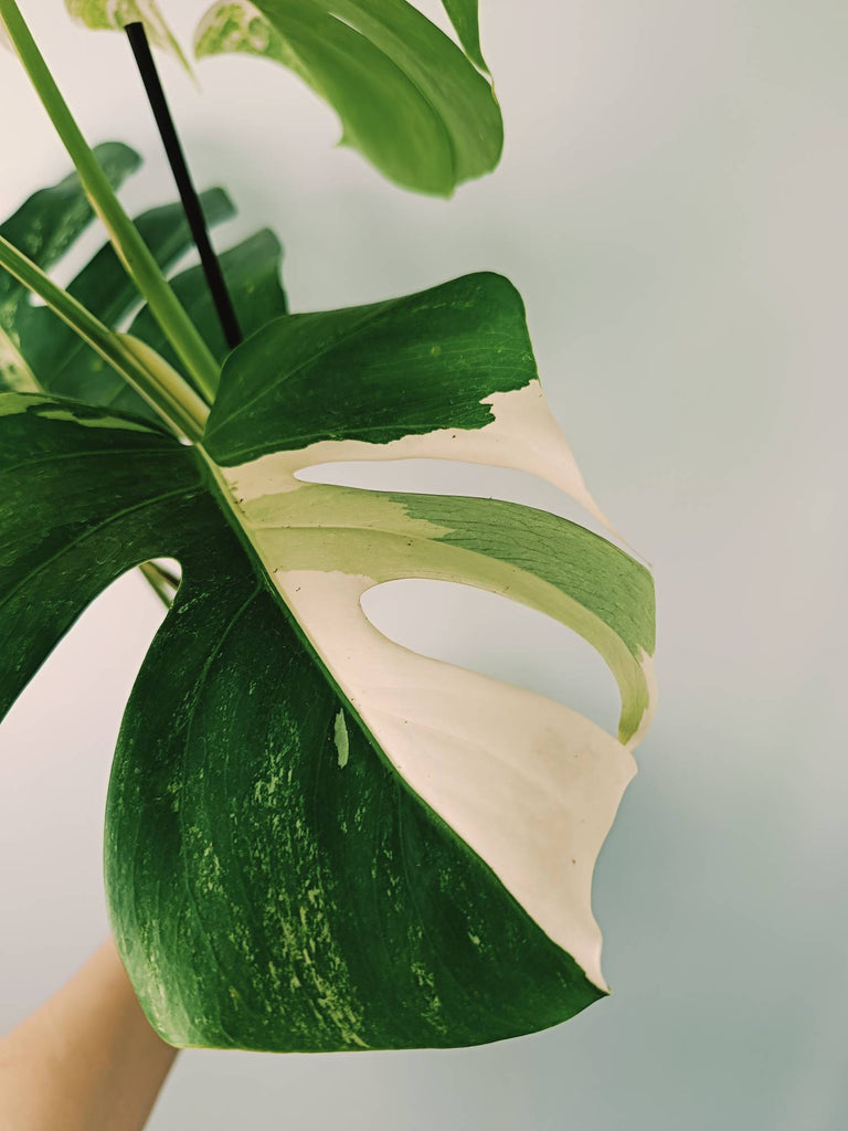 Monstera variegata albo