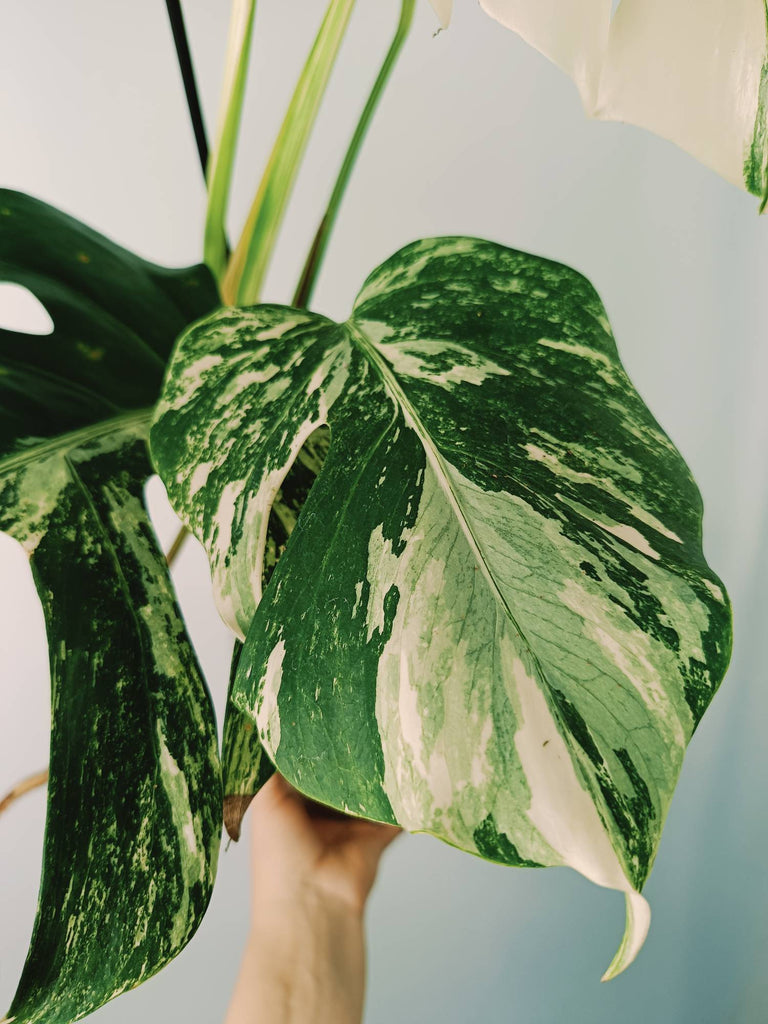 Monstera variegata albo