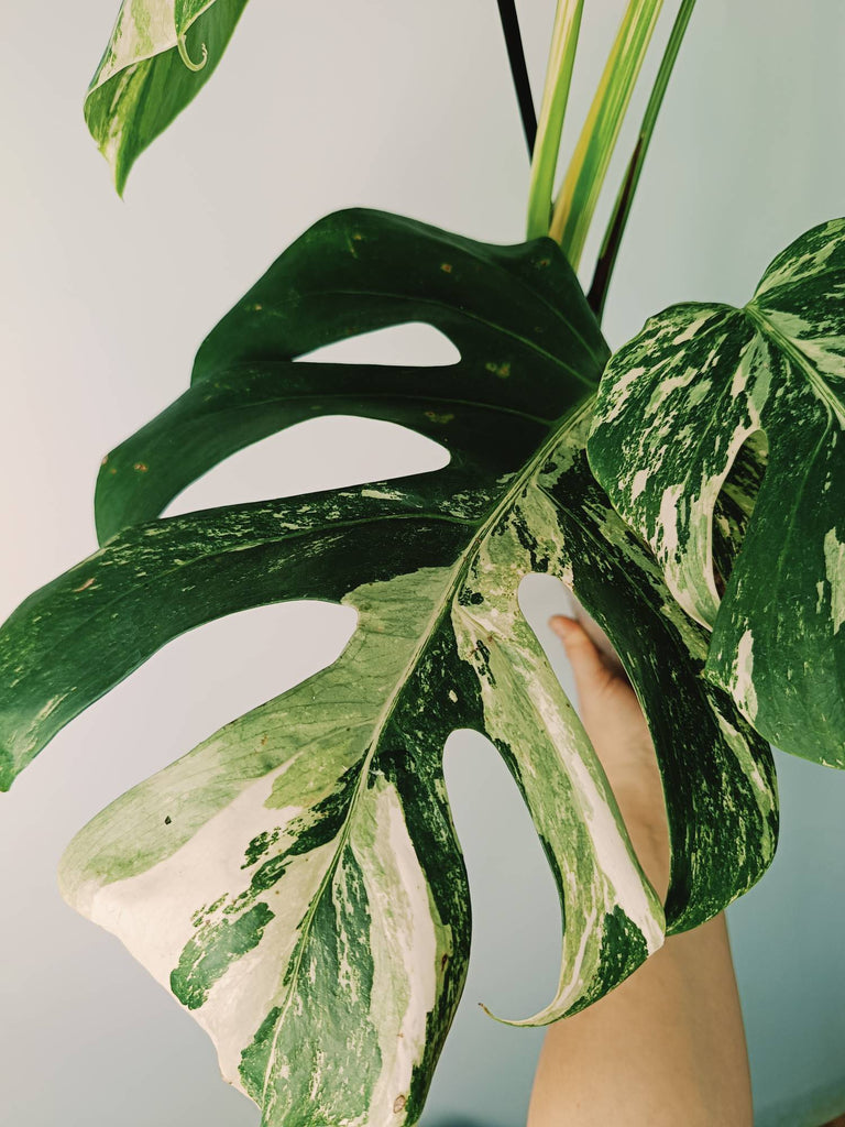 Monstera variegata albo