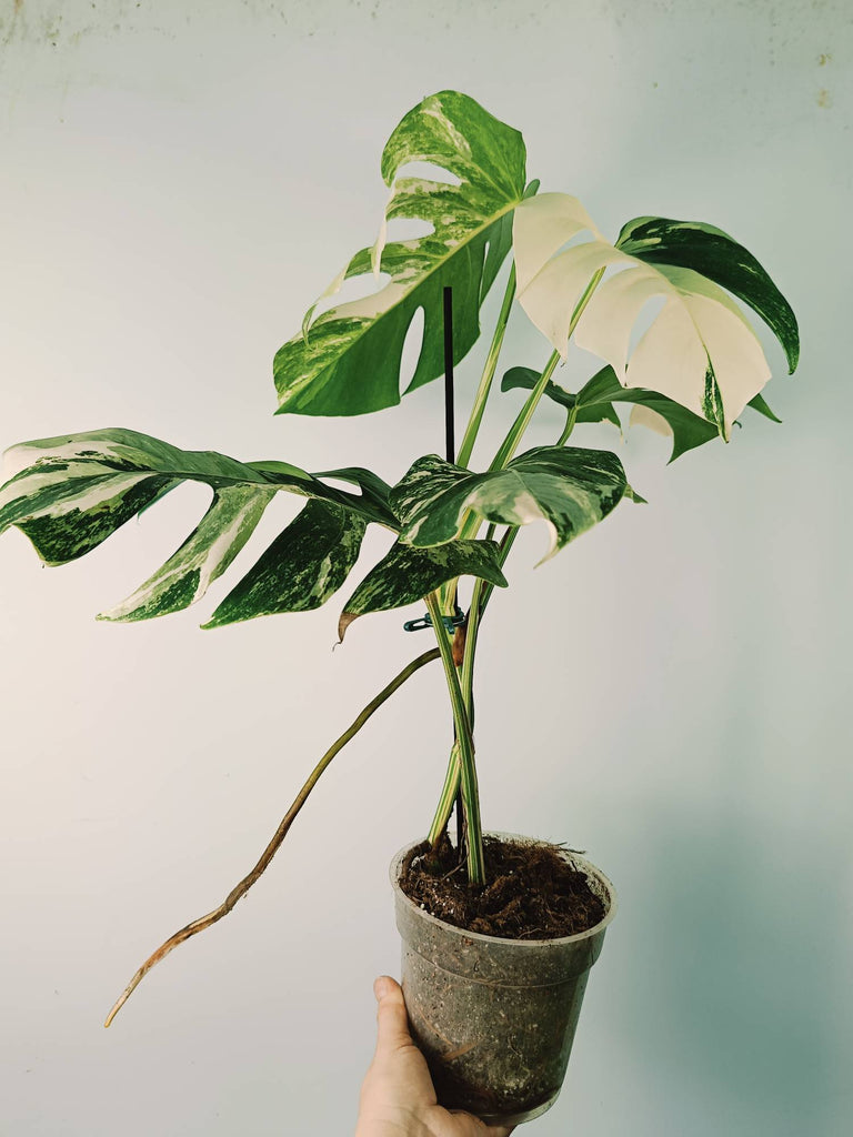 Monstera variegata albo