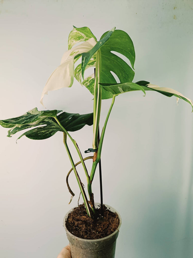 Monstera variegata albo