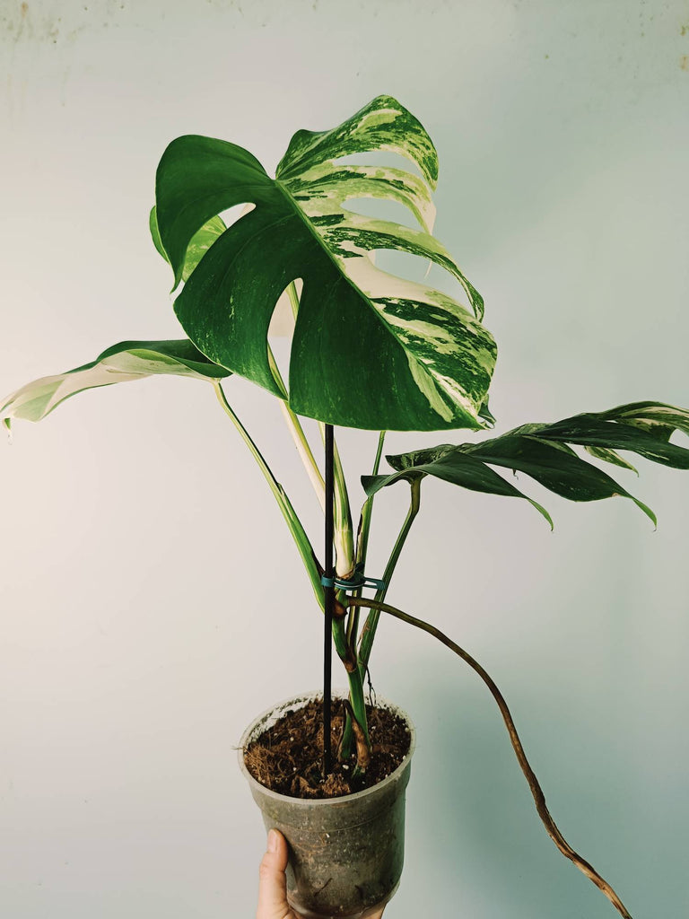 Monstera variegata albo